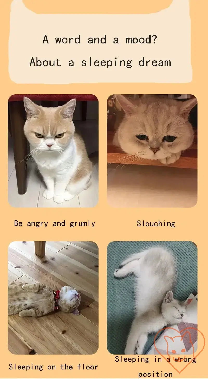 Collage of four cats showcasing different moods and sleeping positions, labeled with humorous captions.